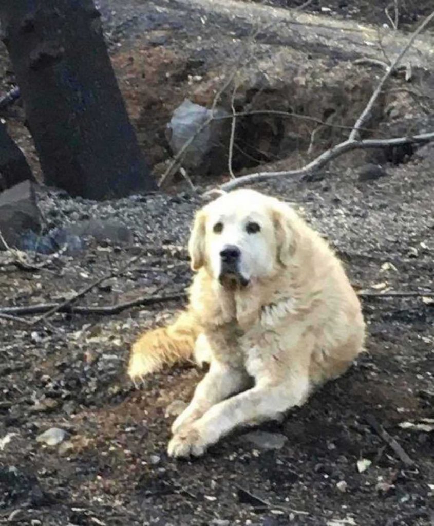 dog survived California fire dog home