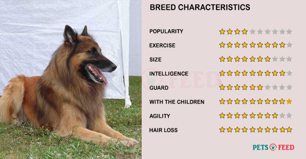 Dog-characteristics-Tervuren