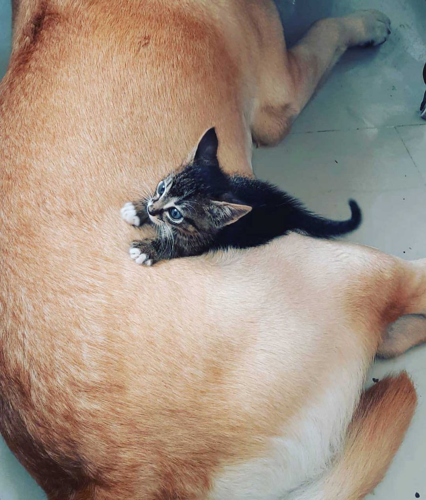 Labrador rescues abandoned kittens 