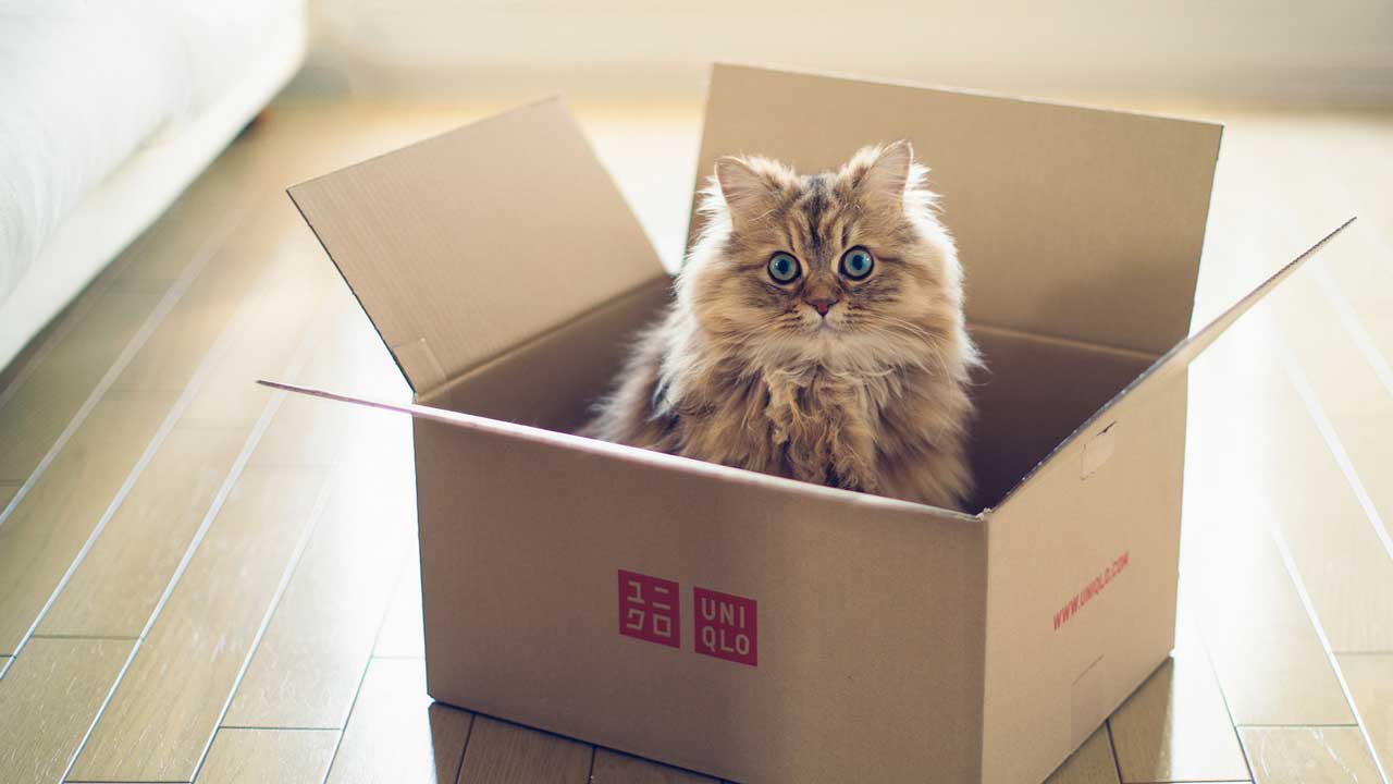 Why Do Cats Love Boxes So Much