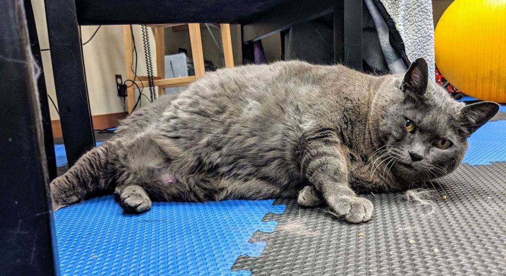 obese cat complaints physiotherapy
