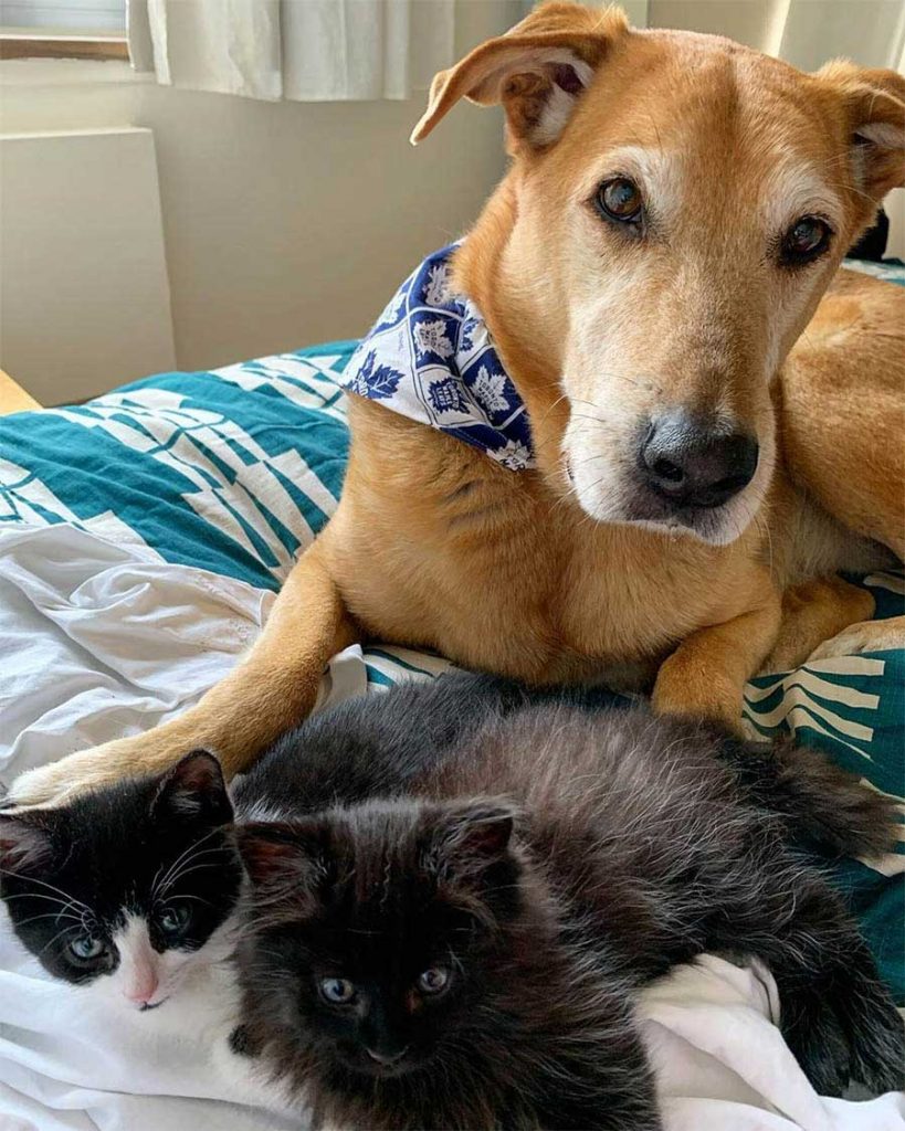 dog cares for rescued kittens while adopting
