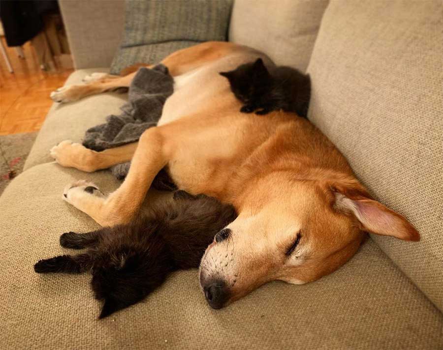 dog cares for rescued kittens while adopting