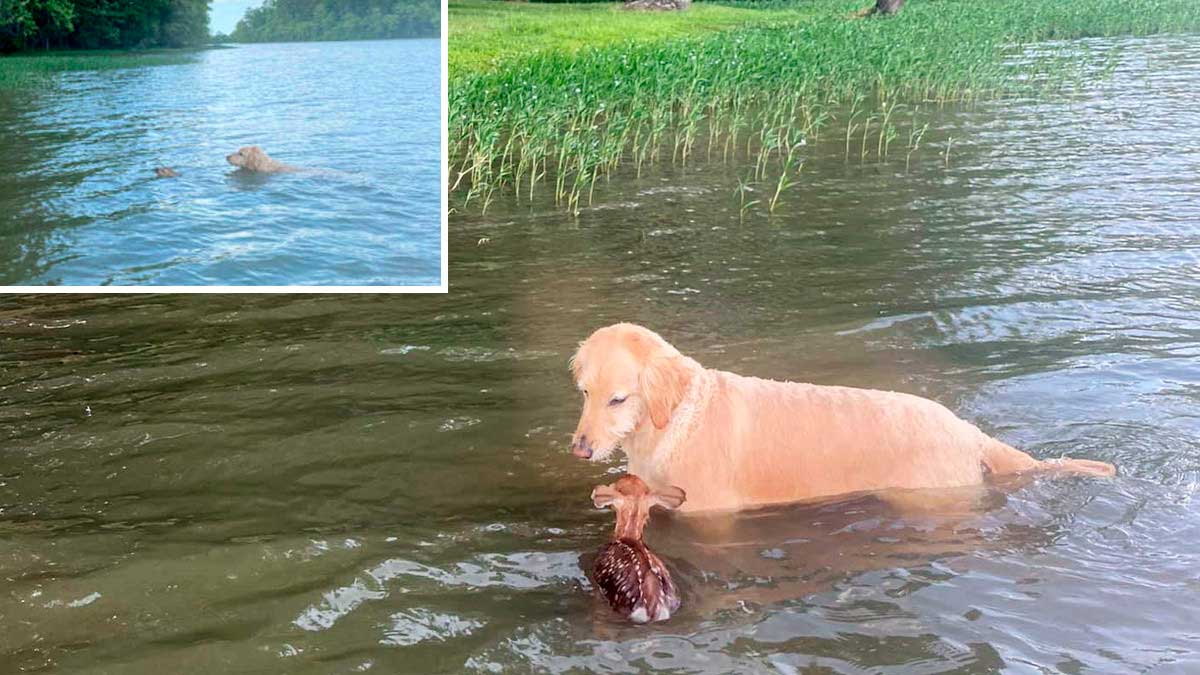 dog saves drowning fawn