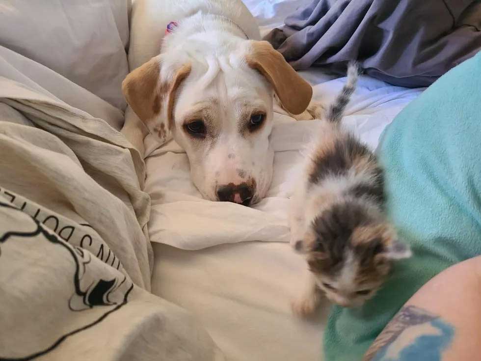 kitten appears yard finds canine friend company