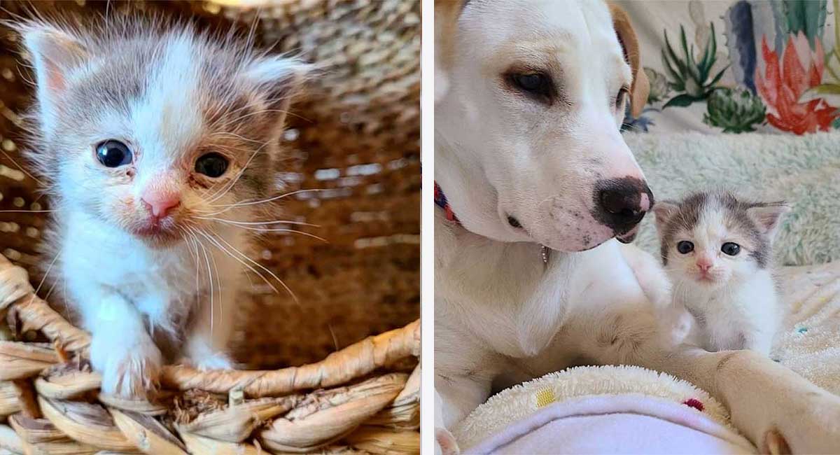 kitten appears yard finds canine friend company