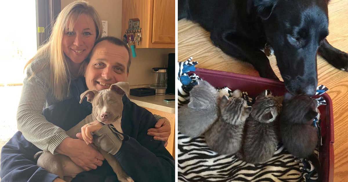 mother adopts 26 pets converts home animal sanctuary