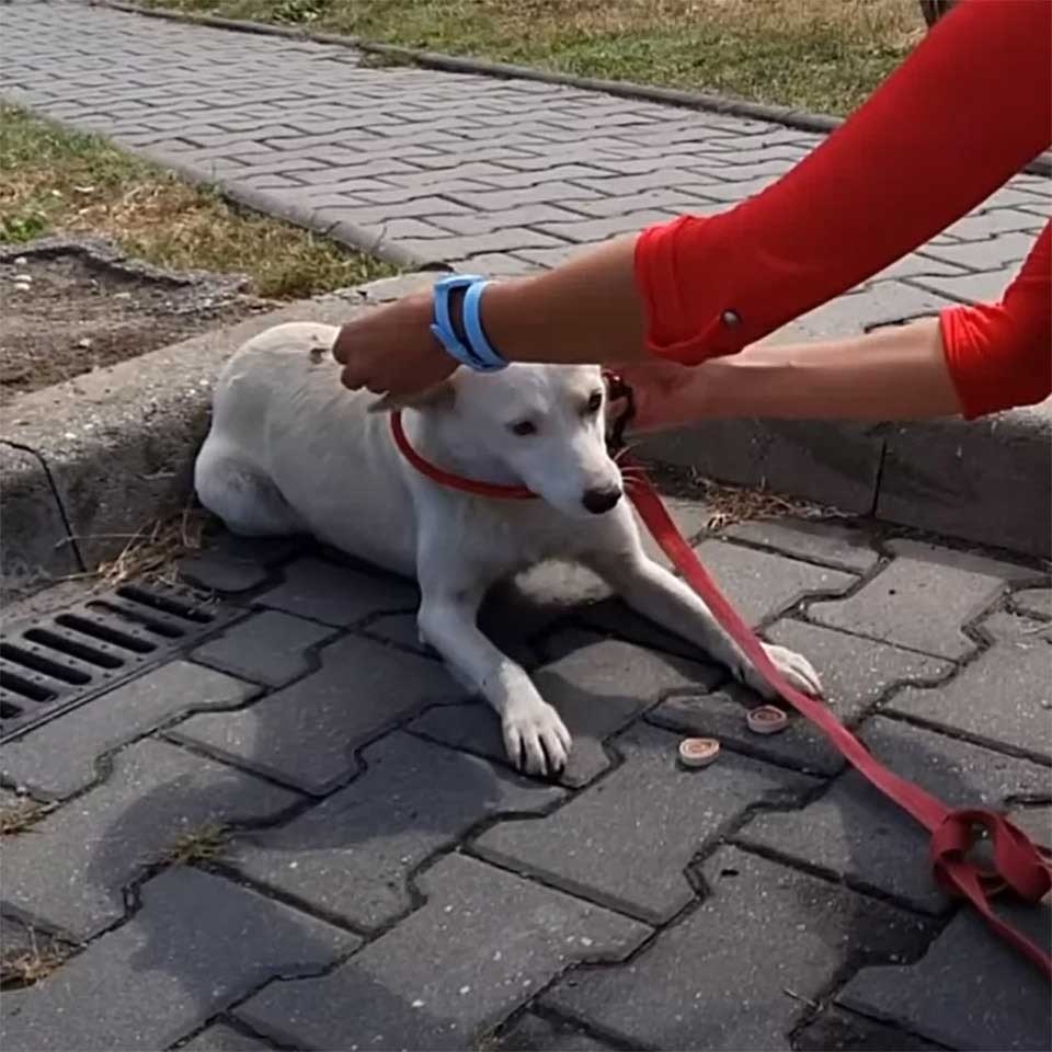 sweet little dog wandered busy street asking for help