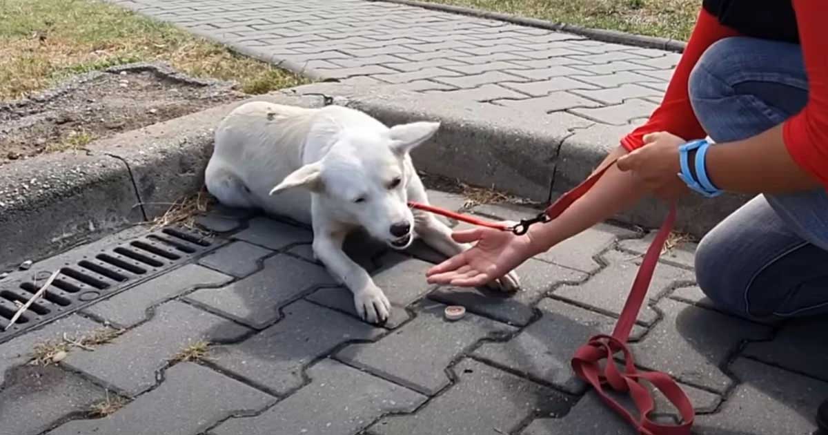 sweet little dog wandered busy street asking for help