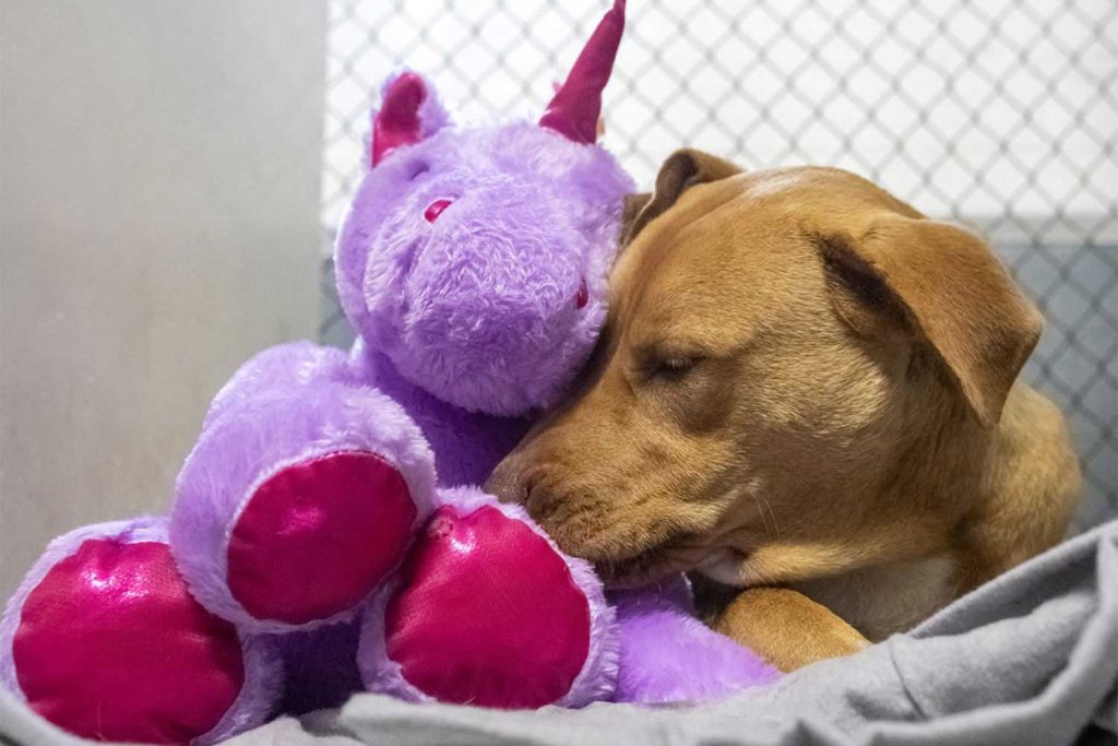 thief dog unicorn changes life adopted