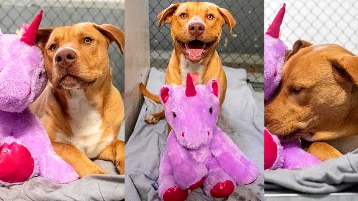 thief dog unicorn changes life adopted