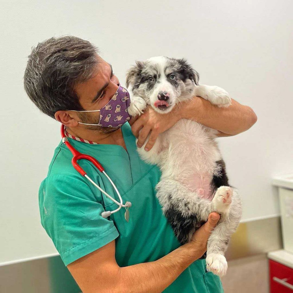 vet adorable way vaccinate dogs