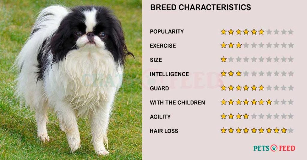 Dog-characteristics-Japanese-Chin