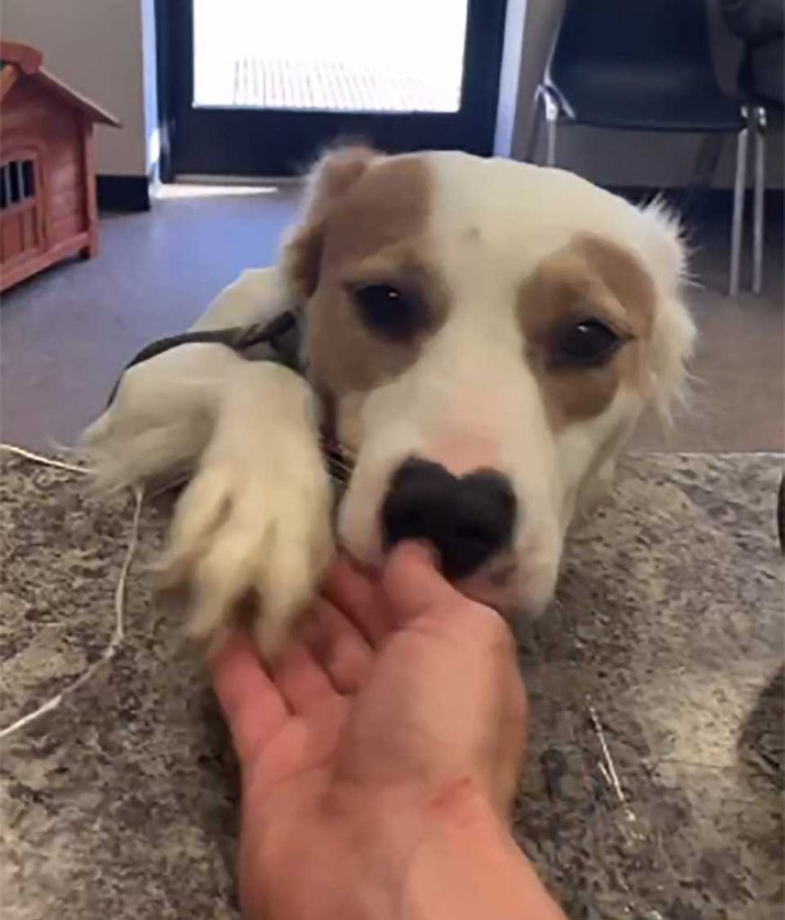 Heartbroken Shelter Dog Overjoyed Adopted Forever Home