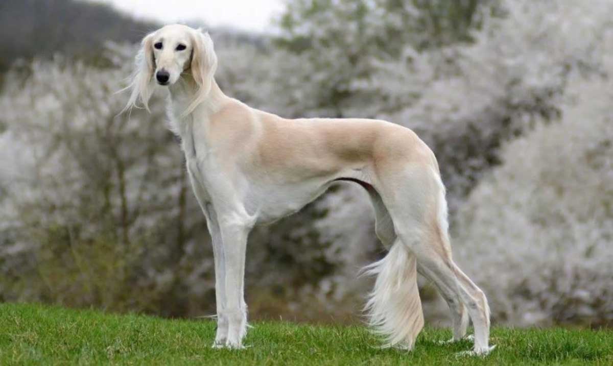 Saluki -Persian greyhound