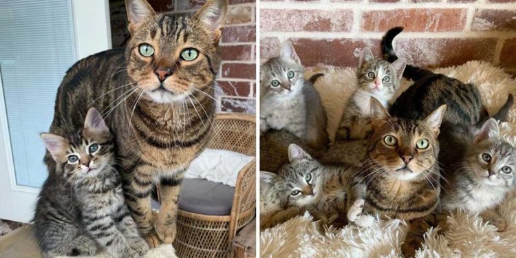 This Sweet Cat Helps Take Care Of The Kittens That His Family Brings Home