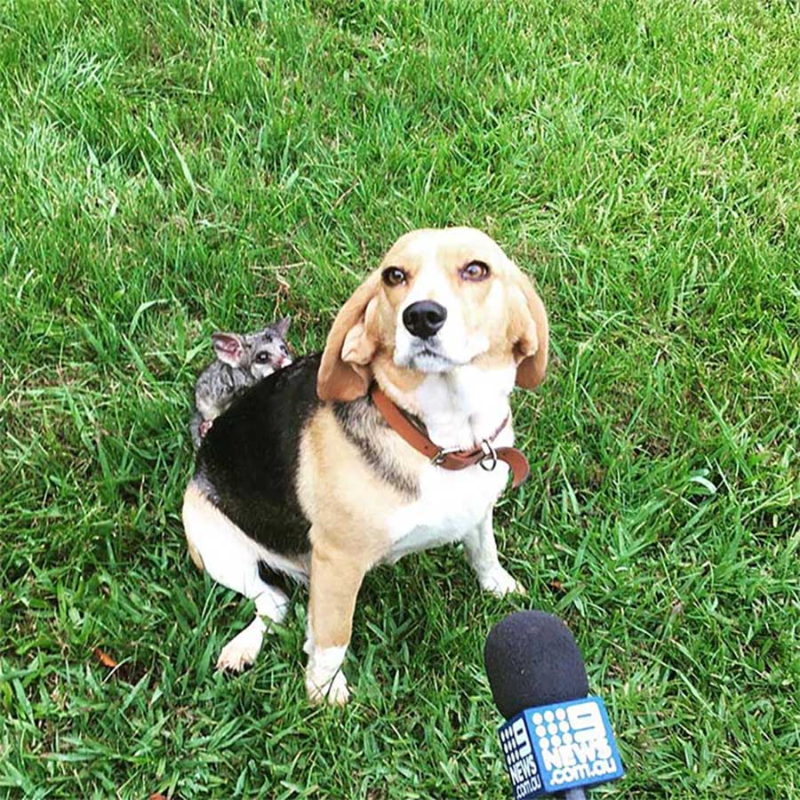beagle adopts possum losing puppies