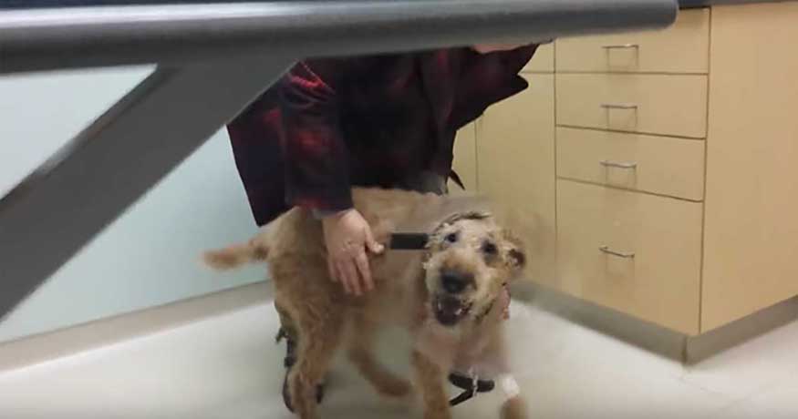 blind dog receives surgery see family