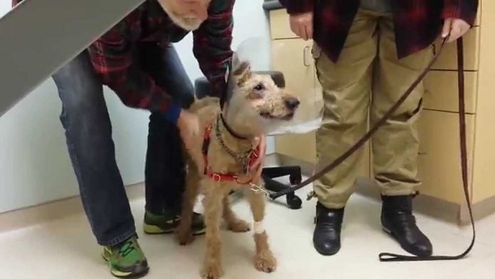 blind dog receives surgery see family