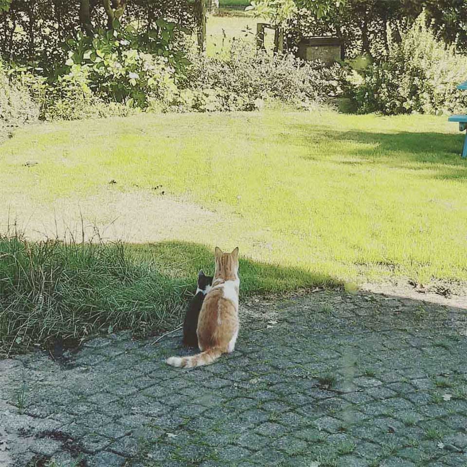 cat makes friend kitten found garden takes home