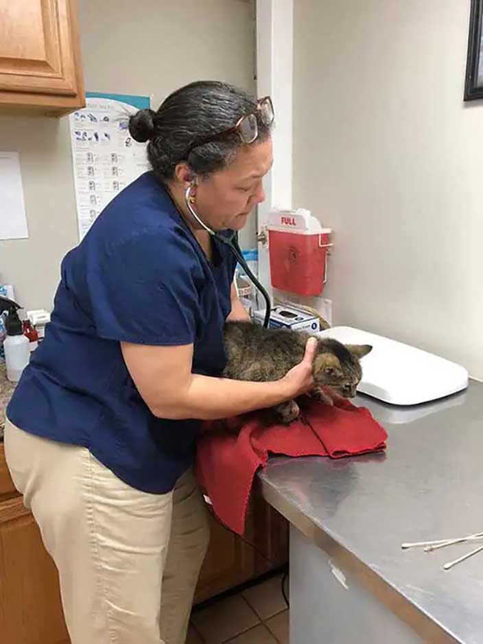 cat reunited with owner missing 11 years