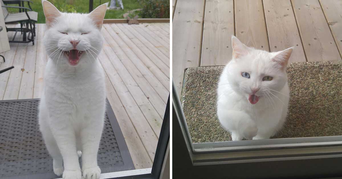 cat visits neighbor every day looking for love candy
