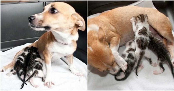 dog adopts orphan cats