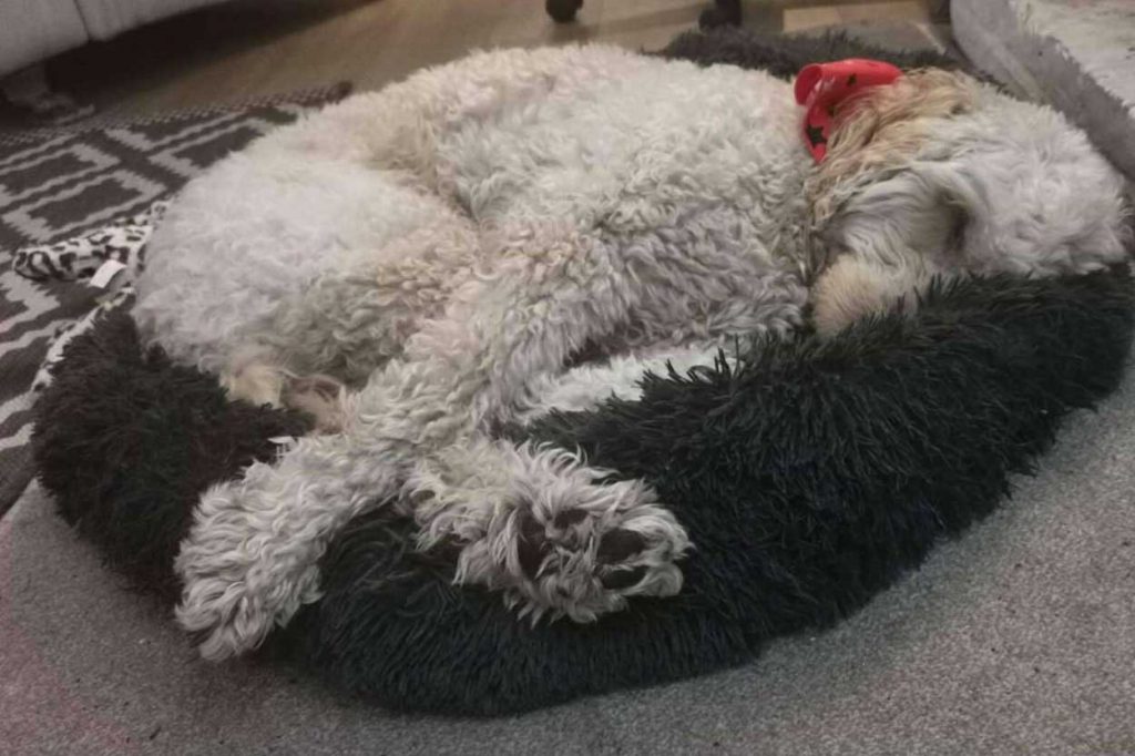 dora dog drags bed towards people she loves
