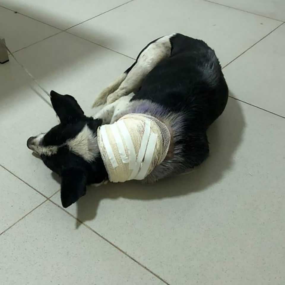 dog enters veterinary clinic ask for help