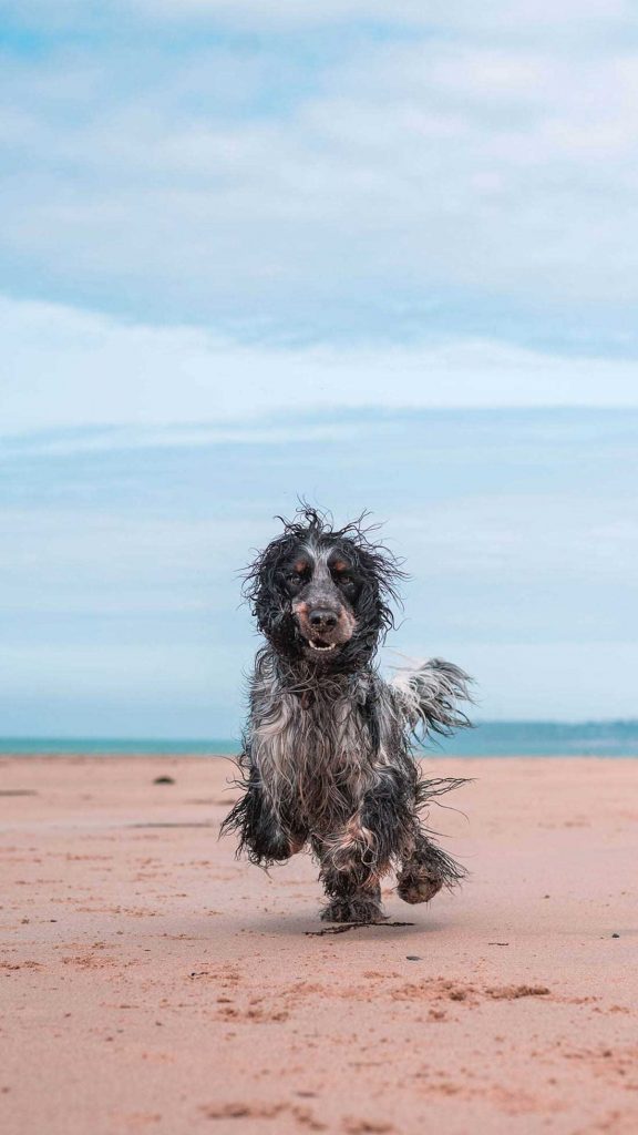 cocker spaniel dog shows love beach