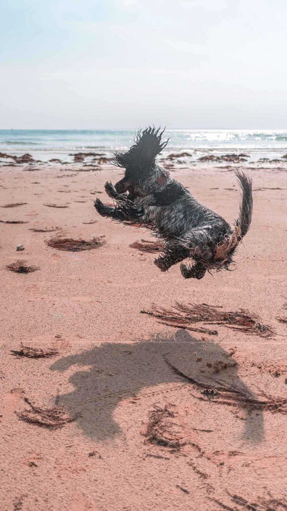cocker spaniel dog shows love beach