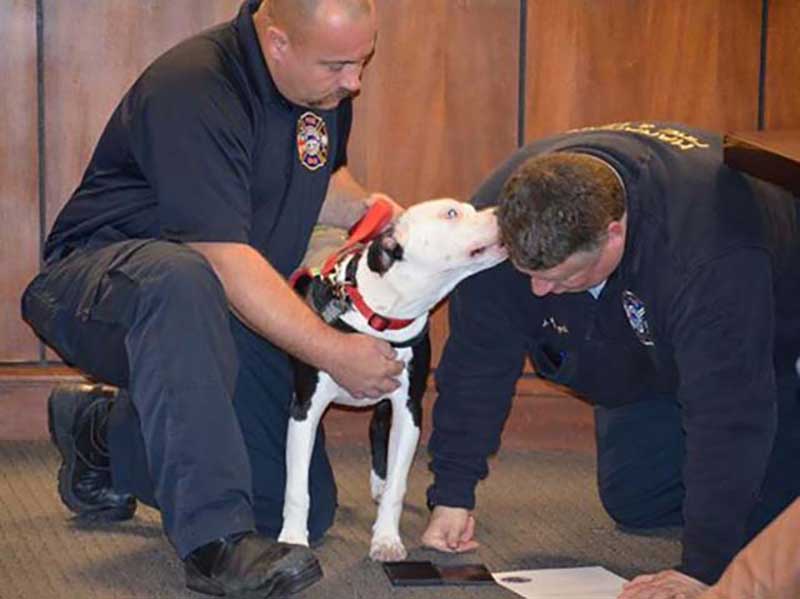 firefighter saved pit bull fire