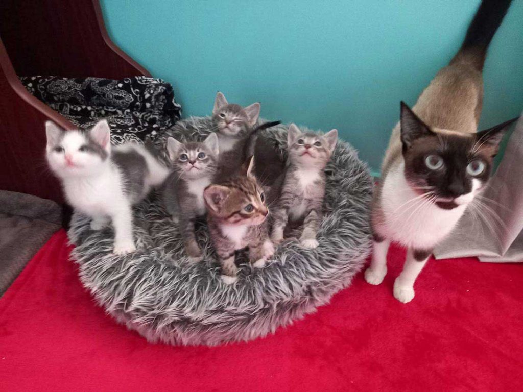kitten Alone cat accepts becomes part of family
