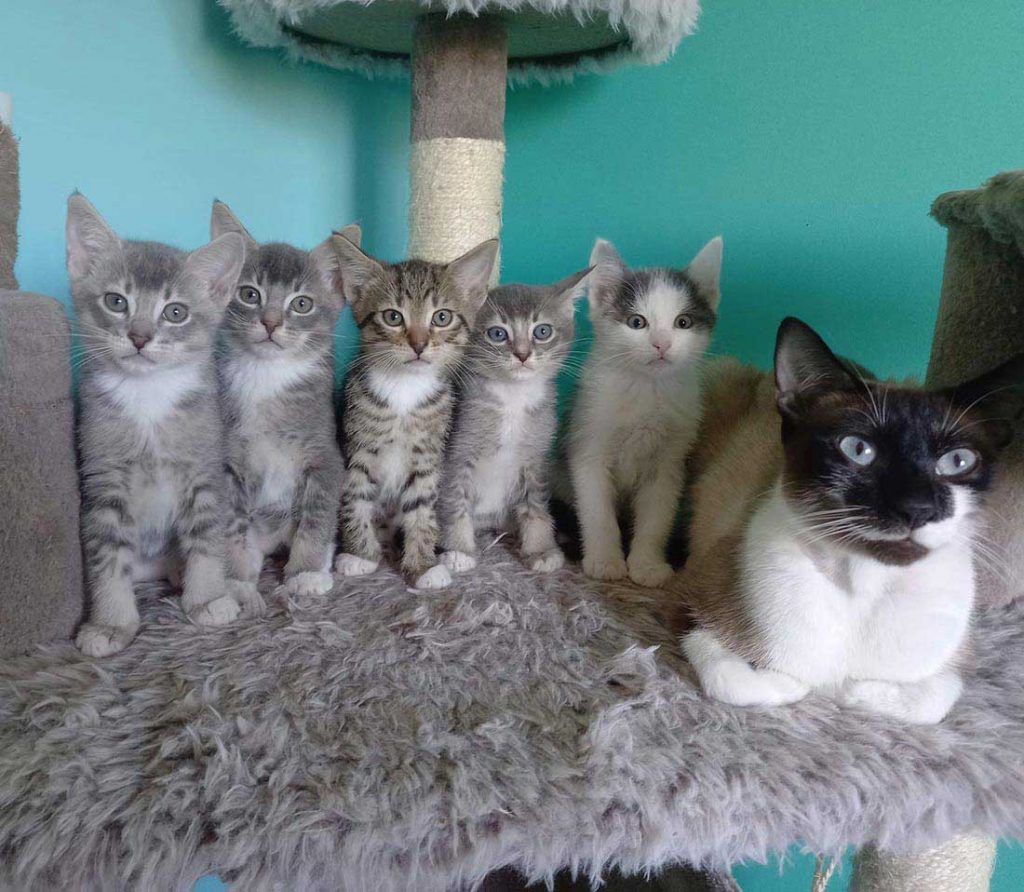 kitten Alone cat accepts becomes part of family