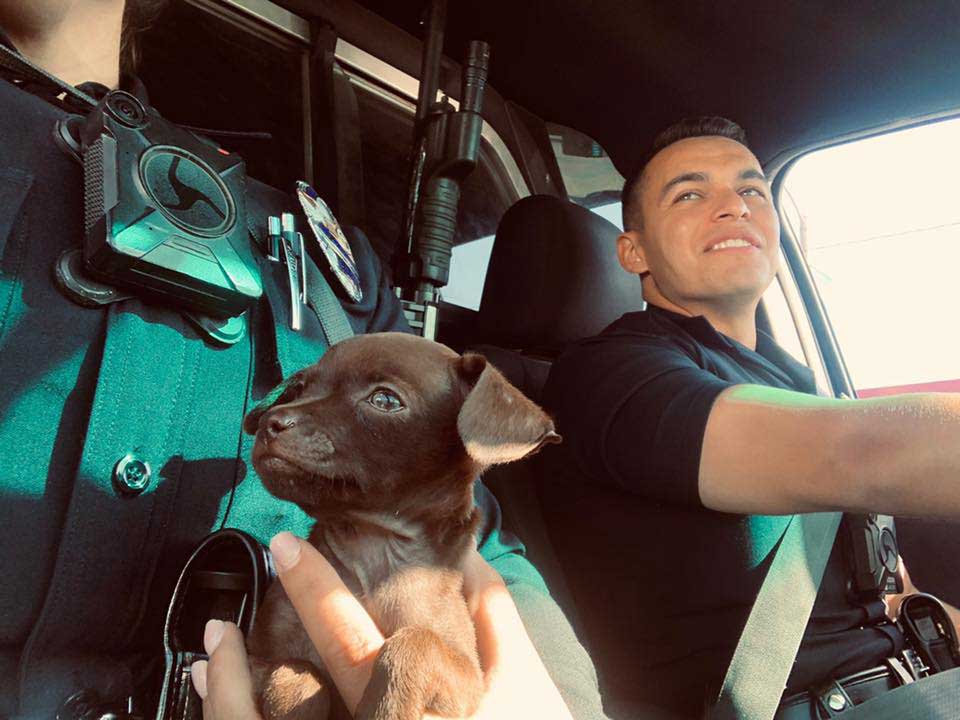 A beautiful puppy that roamed the streets of Los Angeles, chases two policemen who were patrolling the area, looking for help