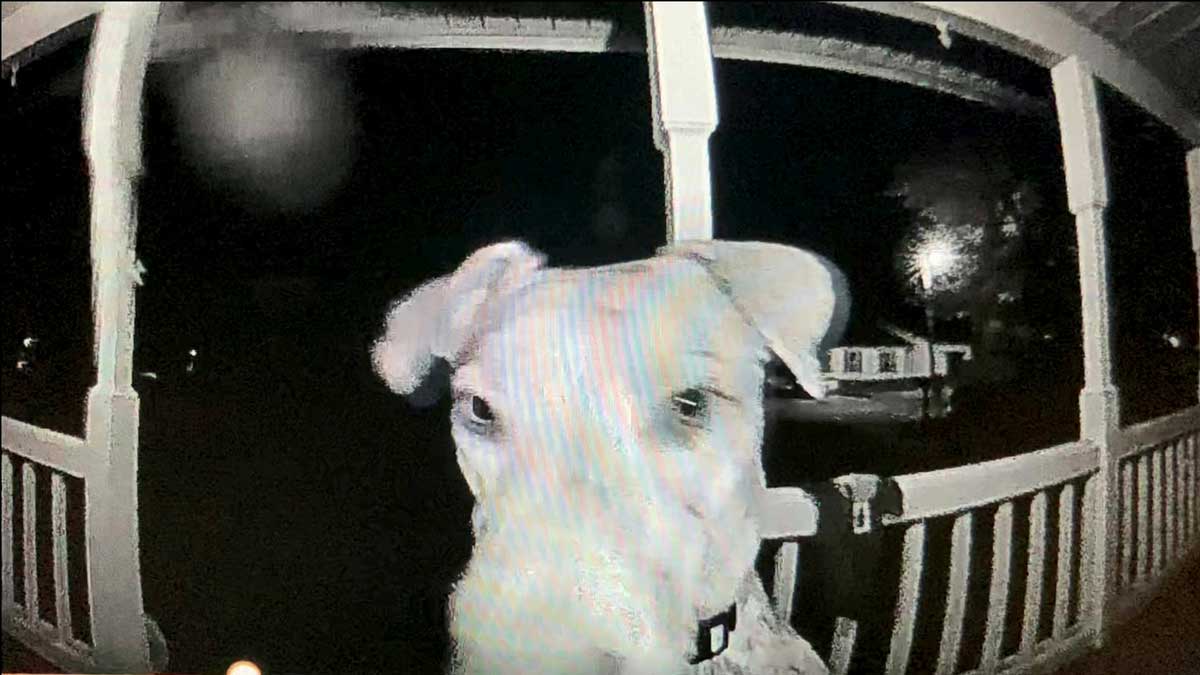 lost dog come home Rings doorbell open