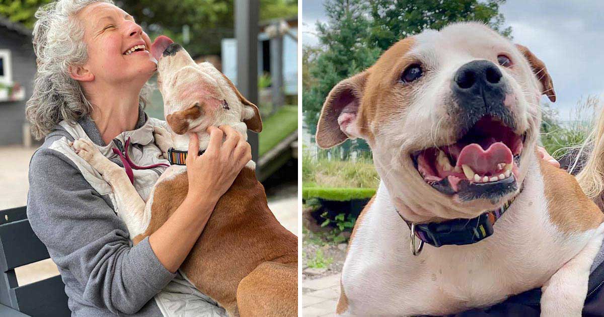 rescue center seeks volunteers hug dogs