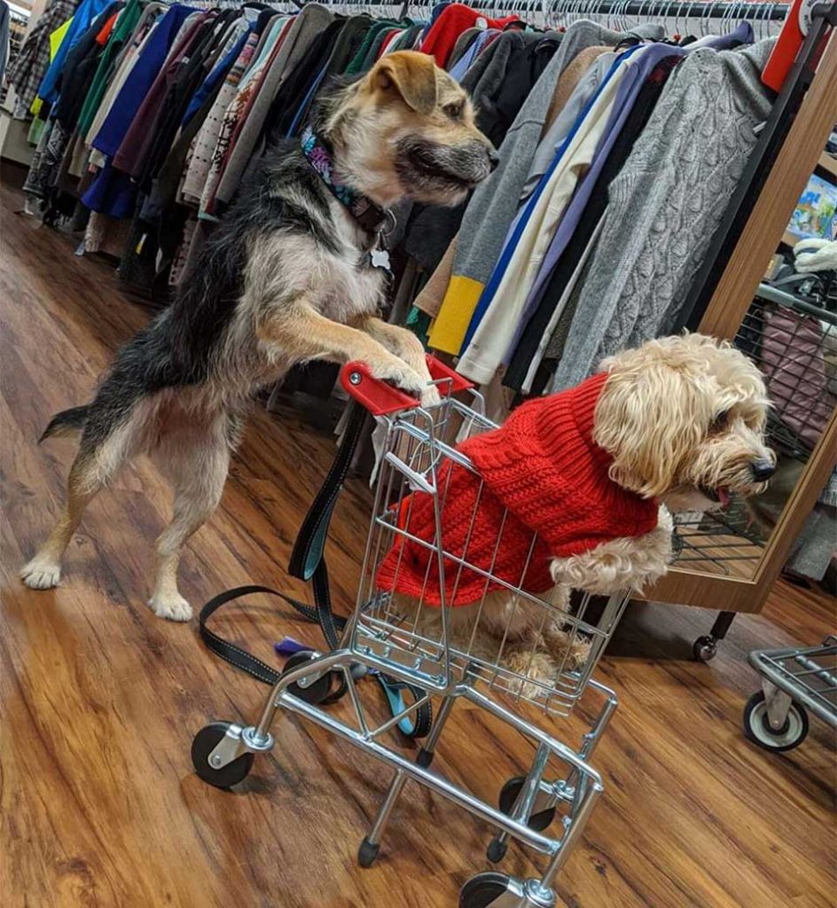 rescued dog becomes beautiful employee store