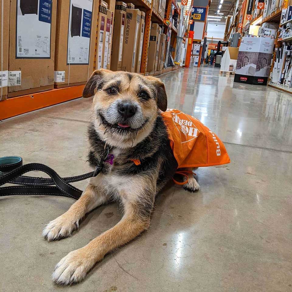 rescued dog becomes beautiful employee store