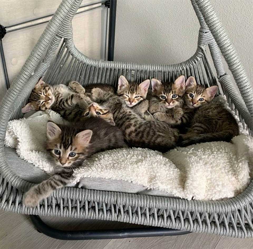 sweet cat helps take care kittens family Brings home