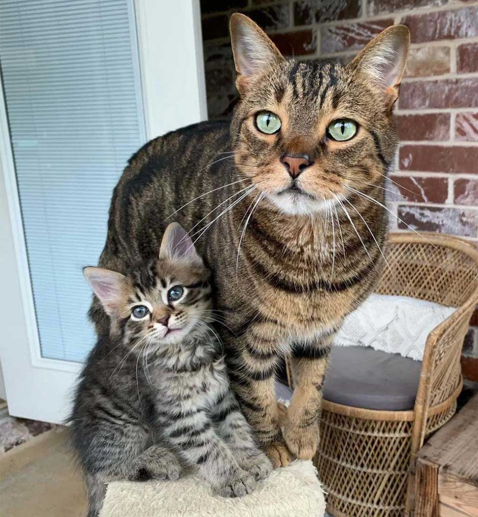 sweet cat helps take care kittens family Brings home