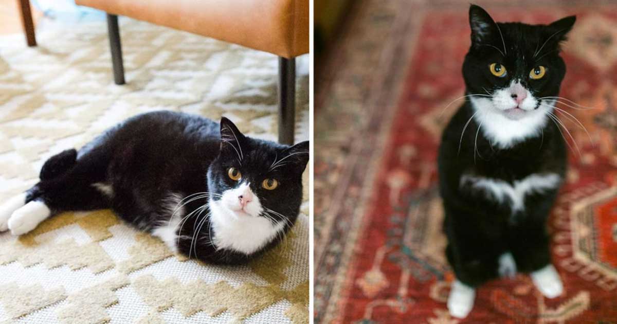 two legged cat inspires people adopt special animals