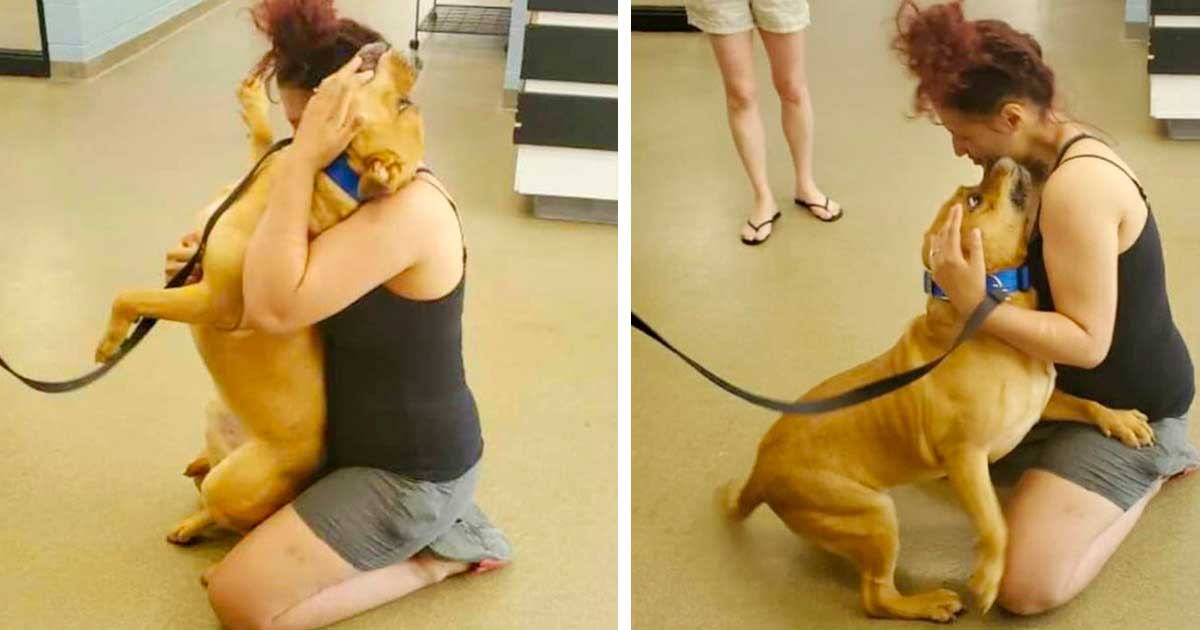 woman seeks to adopt shelter dog finds lost dog