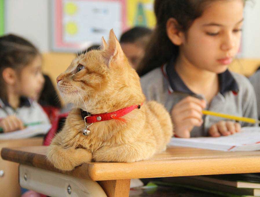 adopted cat elementary school
