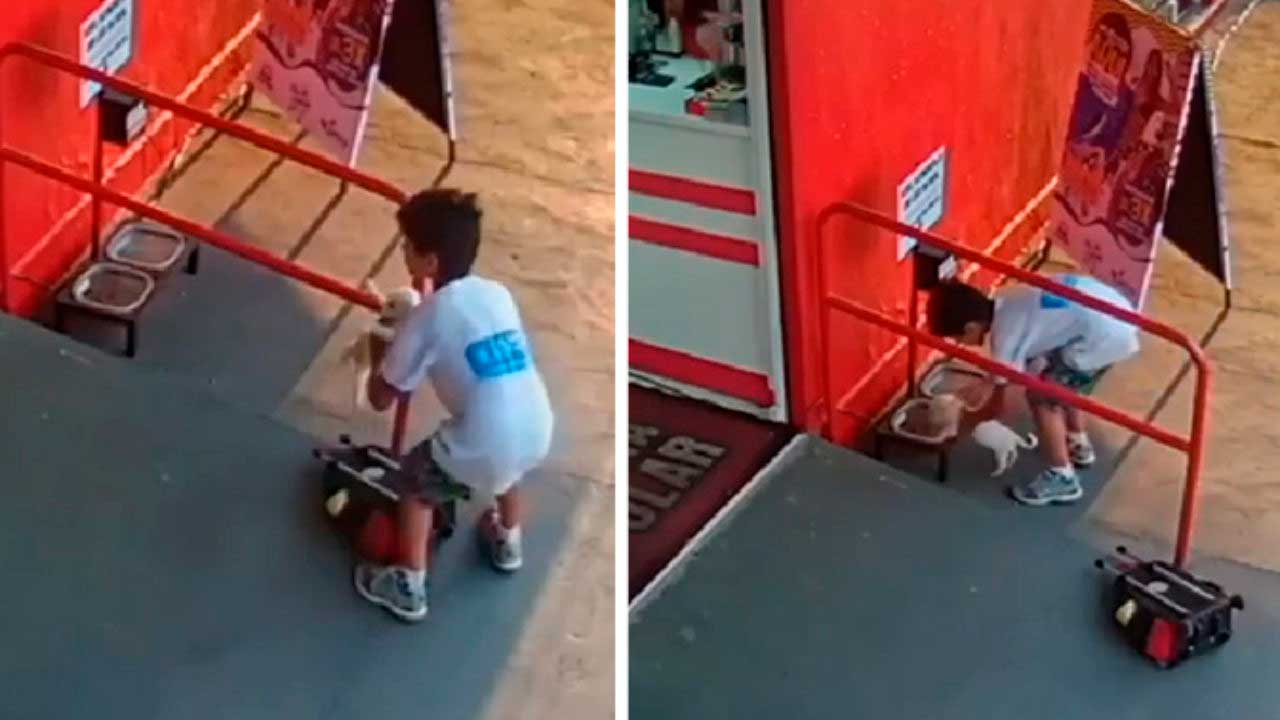 boy finds puppy safe place backpack