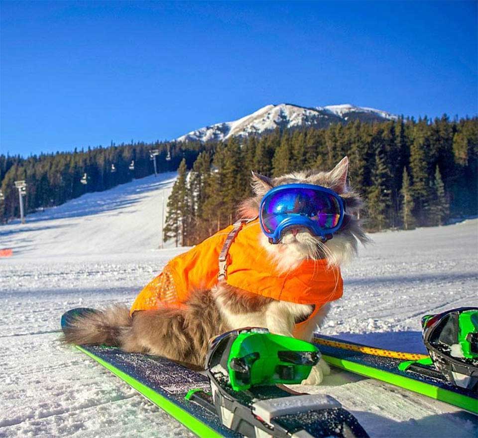 cat love to row ski shoulders dad