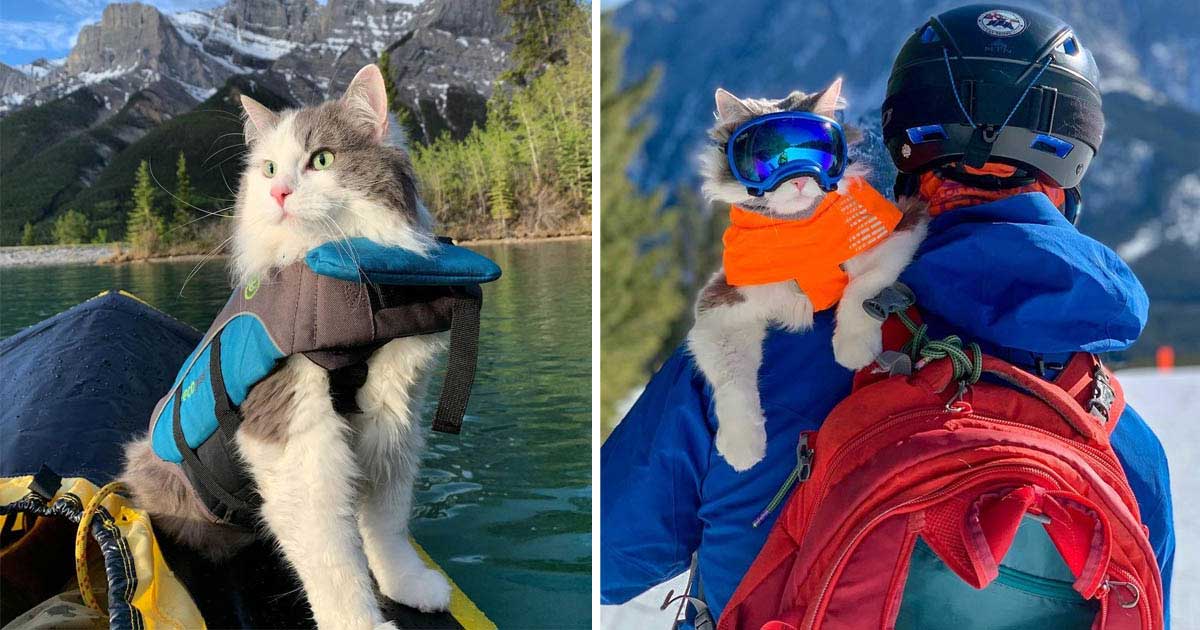 cat love to row ski shoulders dad