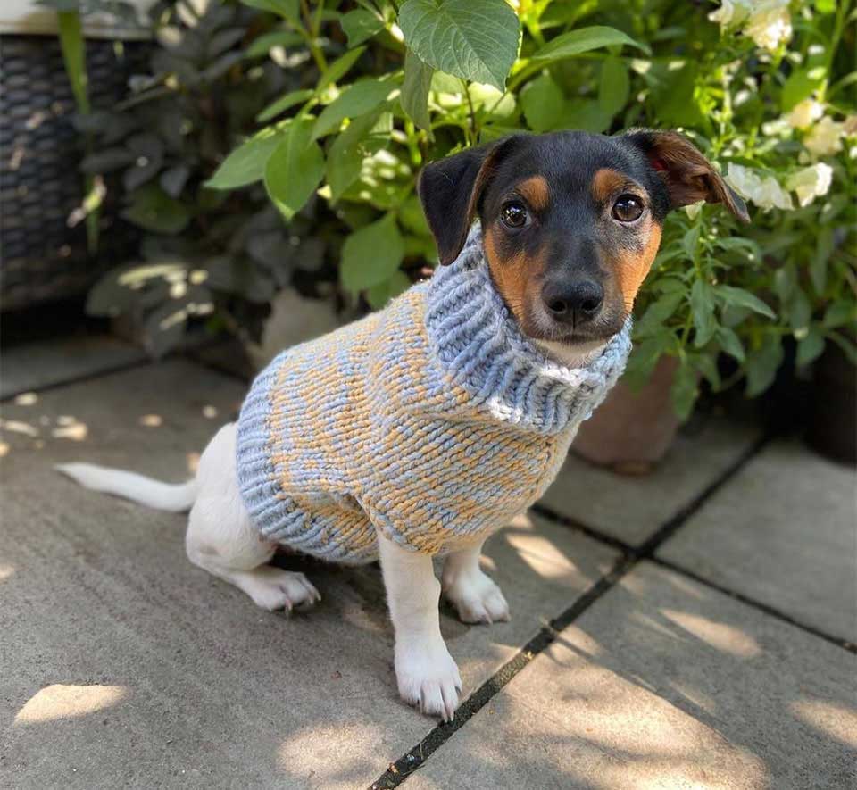 dog Sweater Olympic Final