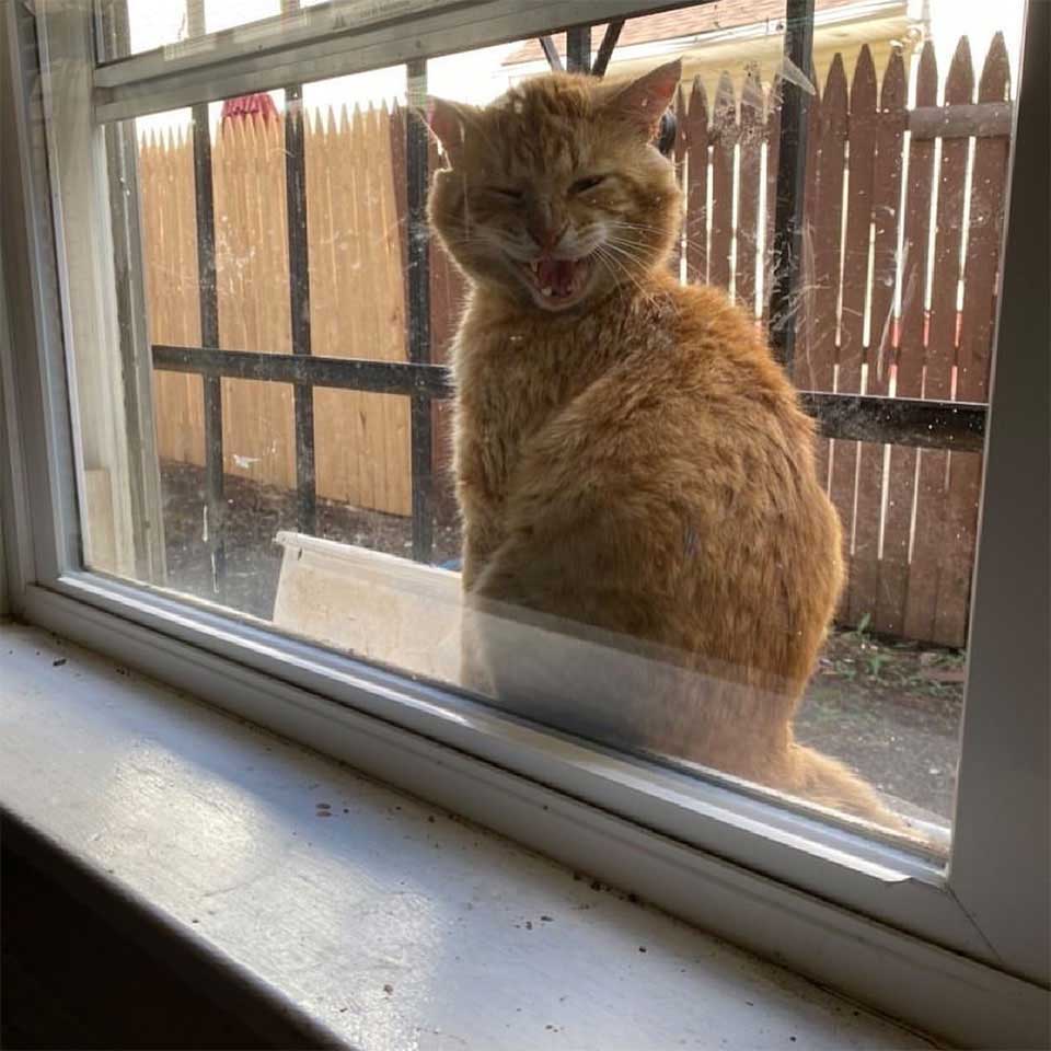 friendly stray cat pops up window