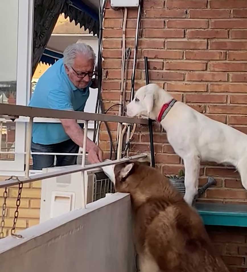 grandfather approaches dogs neighbor give treats